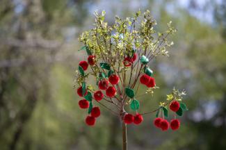 Apponyi nap tojásfa